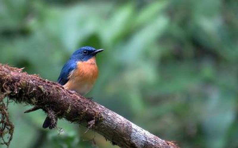 Tickell's Blue Flycatcher