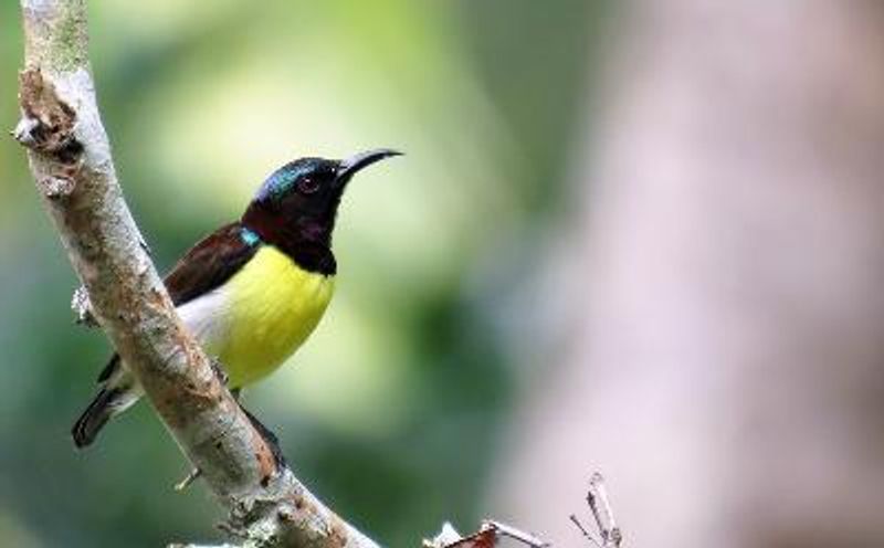 Purple rumped Sunbird