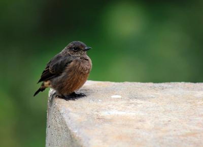 Pied BushChat