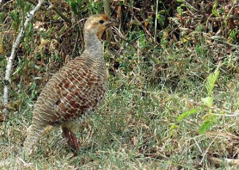 Grey Francolin