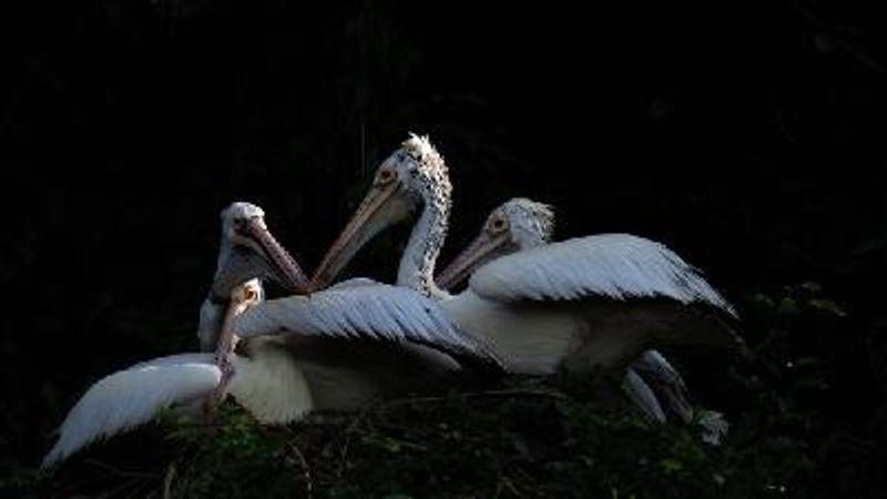 Spot billed Pelican