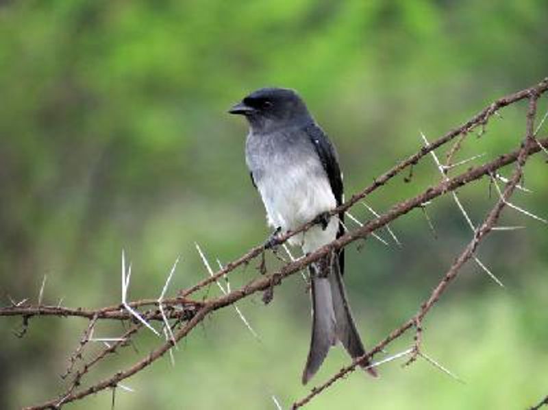 White bellied Drongo