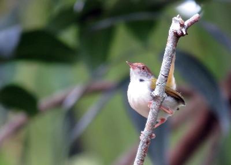 Common Tailorbird