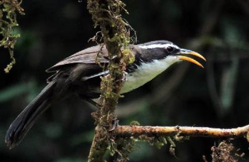 Indian Scimitar Babbler