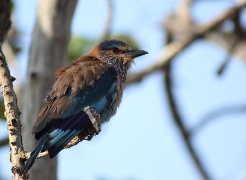 Indian Roller