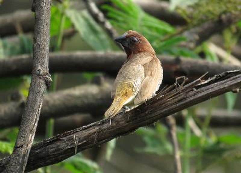 Scaly breasted Munia