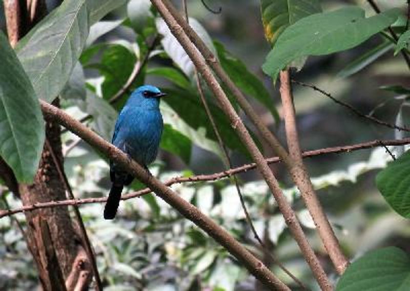 Verditer Flycatcher