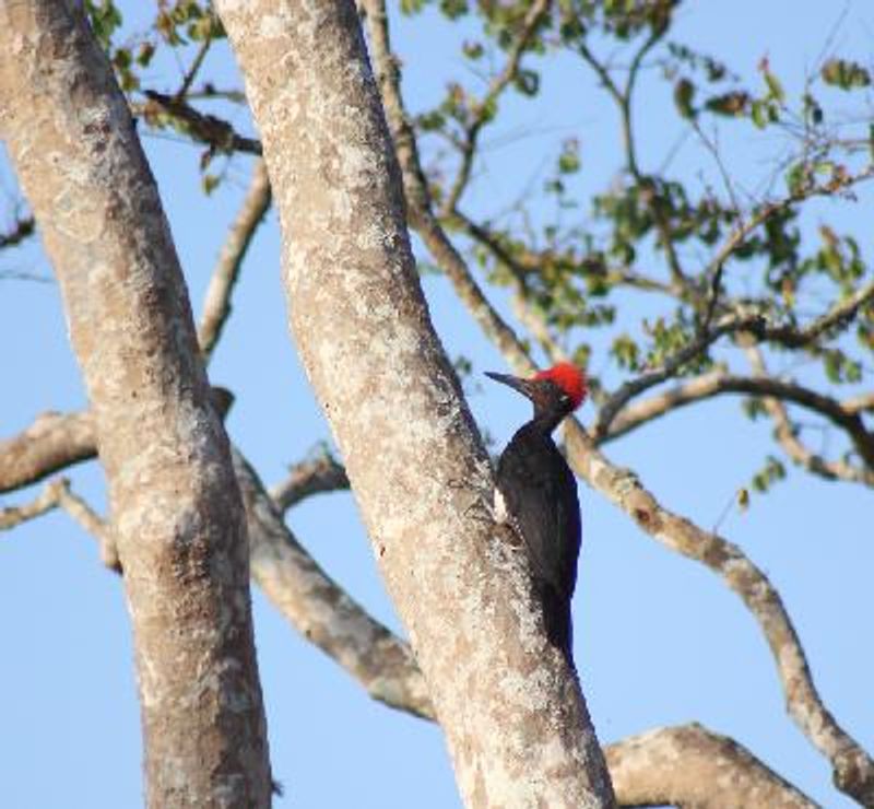 White bellied Woodpecker
