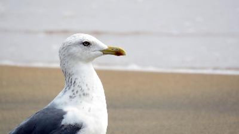 Steppe Gull