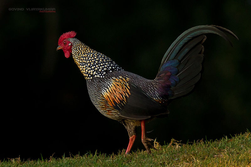 grey jungle fowl