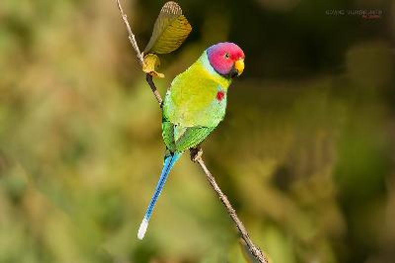 Plum headed Parakeet