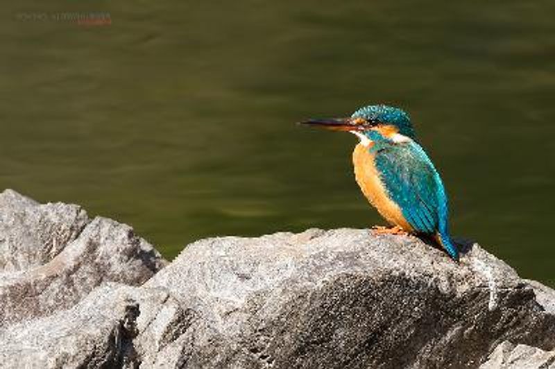 Common Kingfisher