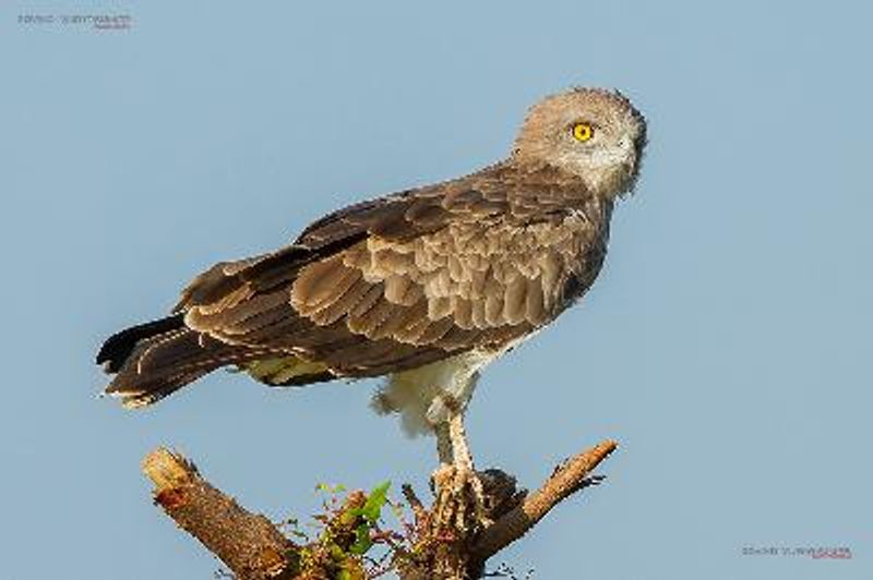 Short toed Snake Eagle