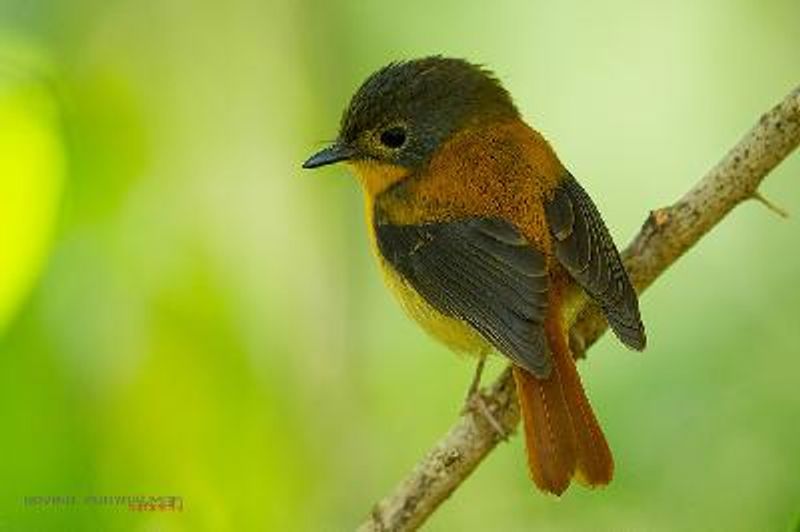 Black and orange Flycatcher