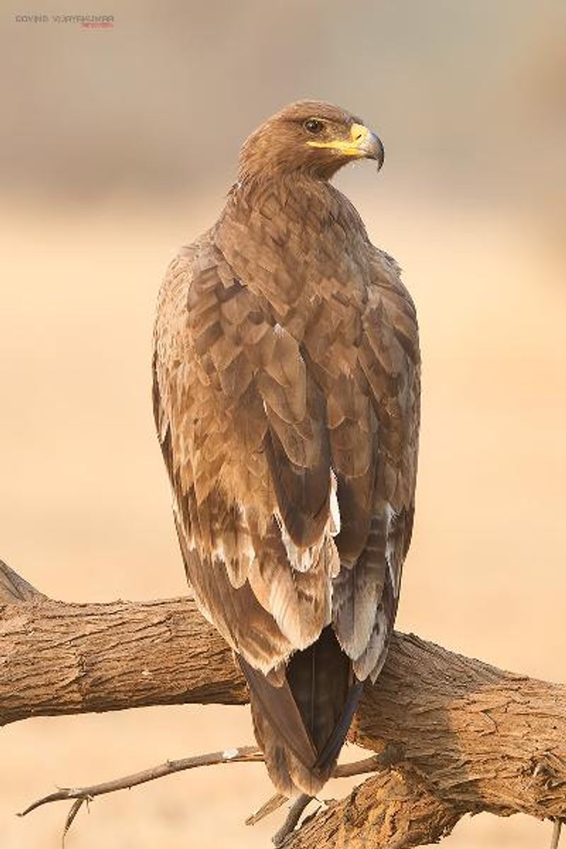 Steppe Eagle