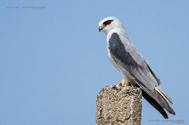 Black winged Kite