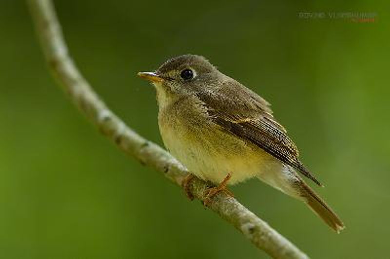 Brown breasted Flycatcher
