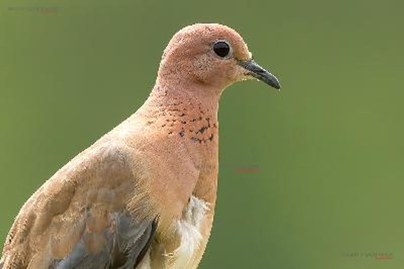 Laughing Dove