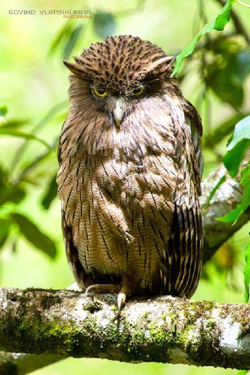 Brown Fish Owl