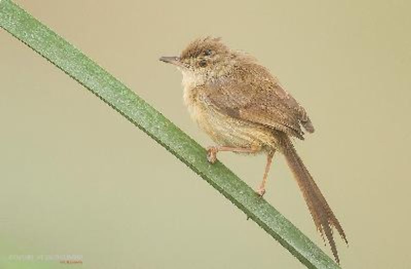 Plain Prinia