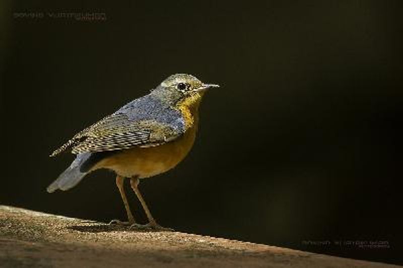 Indian Blue Robin