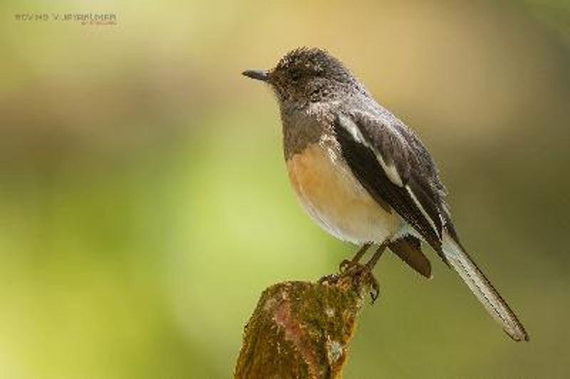 Oriental Magpie Robin
