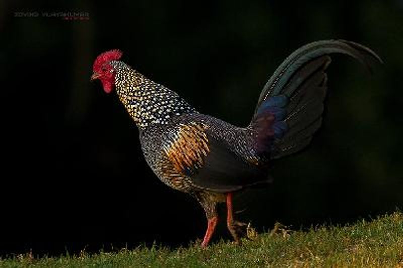 Grey Junglefowl