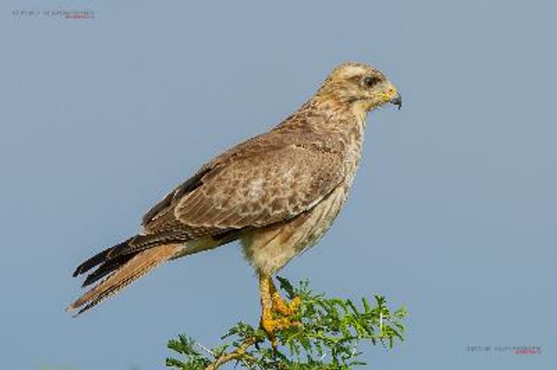 White eyed Buzzard