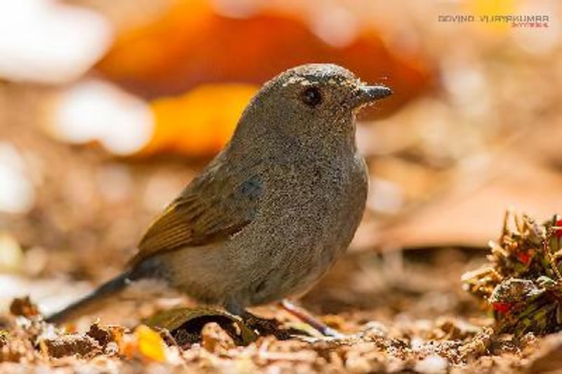 Nilgiri Flycatcher