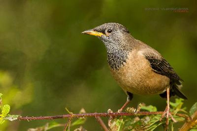 Rosy Starling