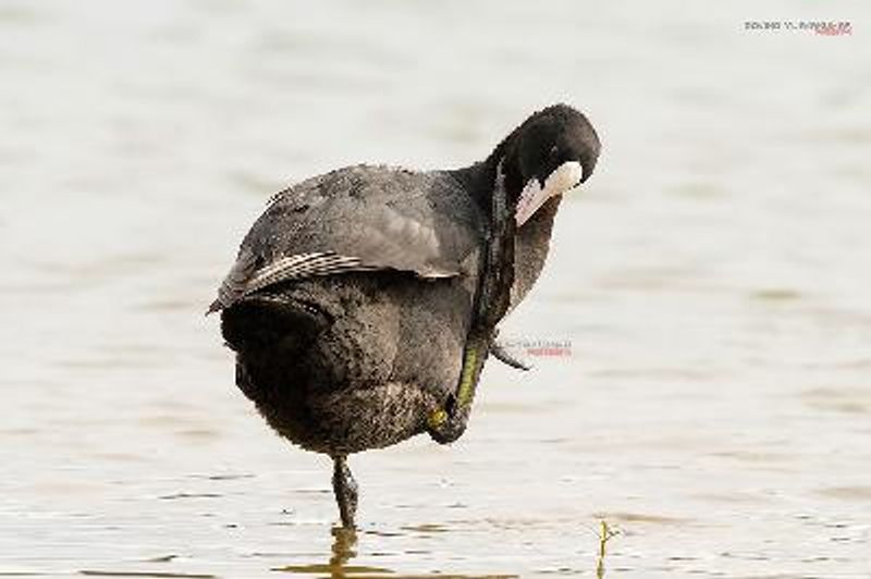 Common Coot