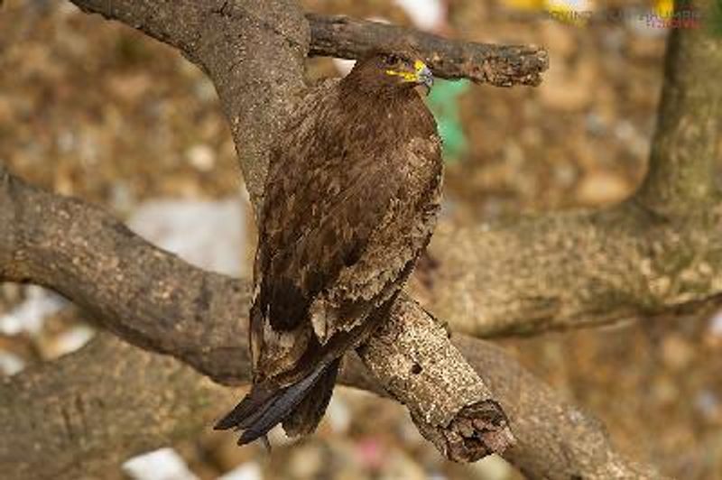 Steppe Eagle