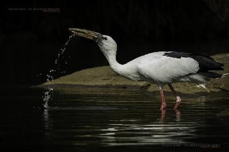 Asian Openbill