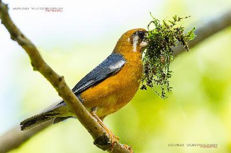Orange headed Thrush