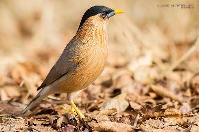 Brahminy Starling