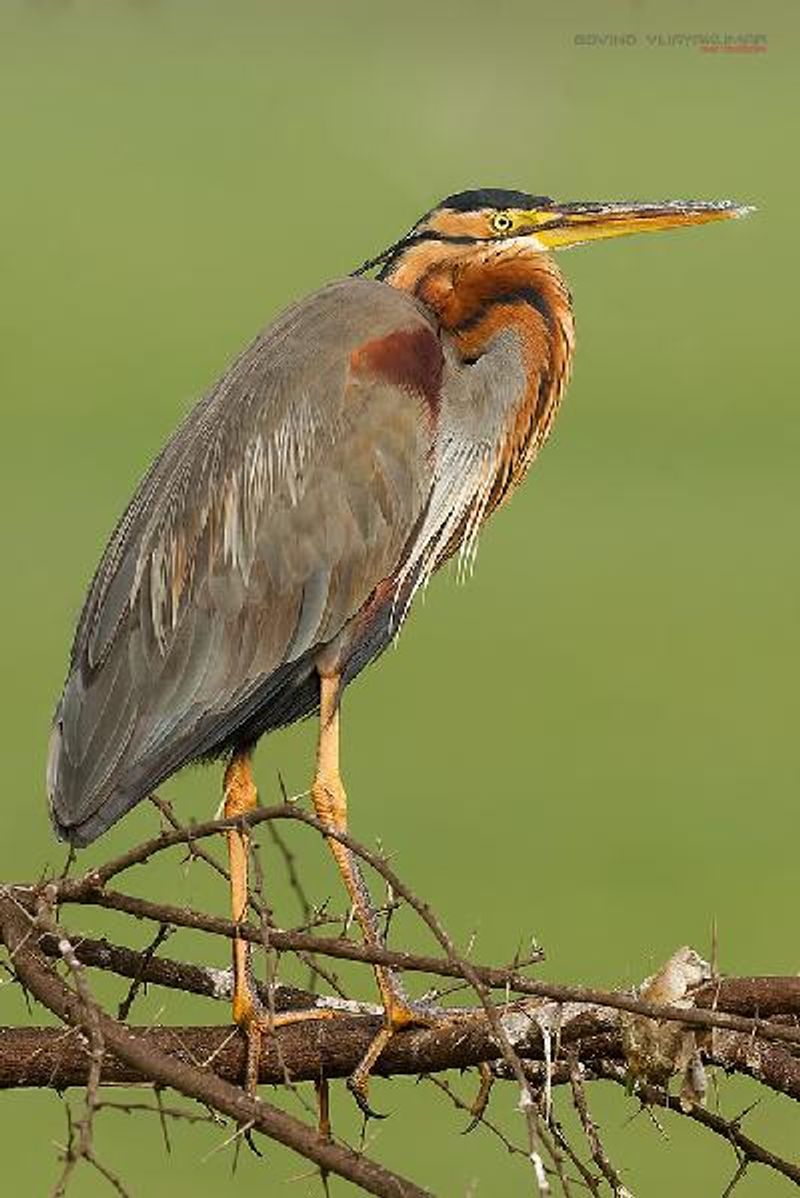 Purple Heron