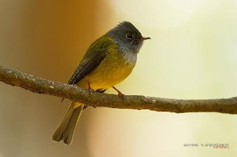 Grey headed Canary flycatcher