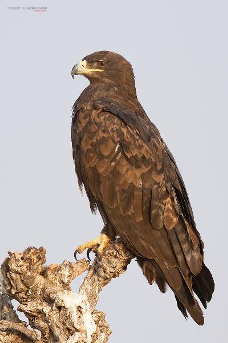 Steppe Eagle