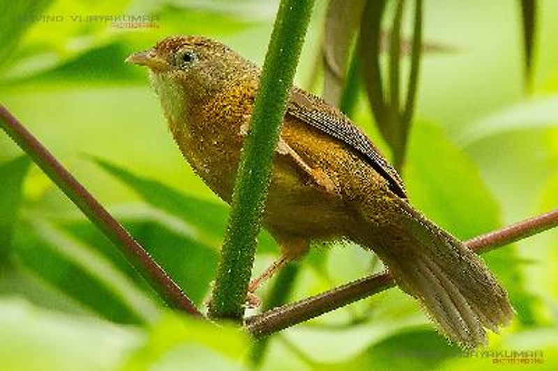 Tawny bellied Babbler