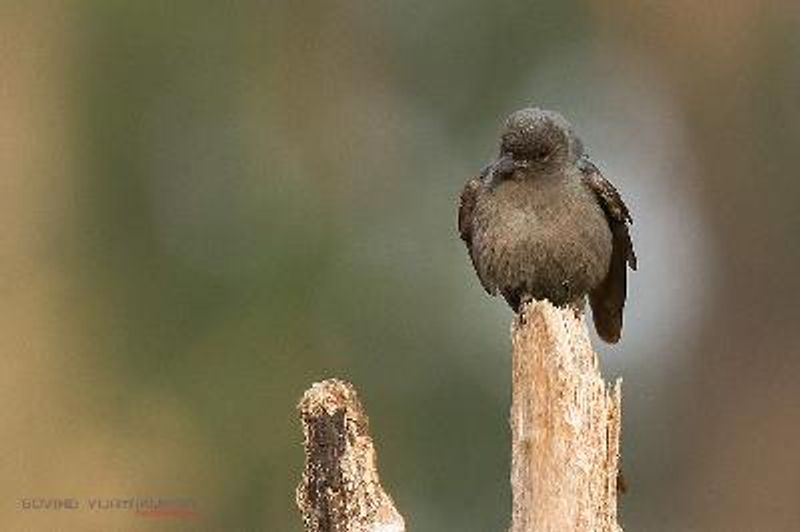 Ashy Drongo