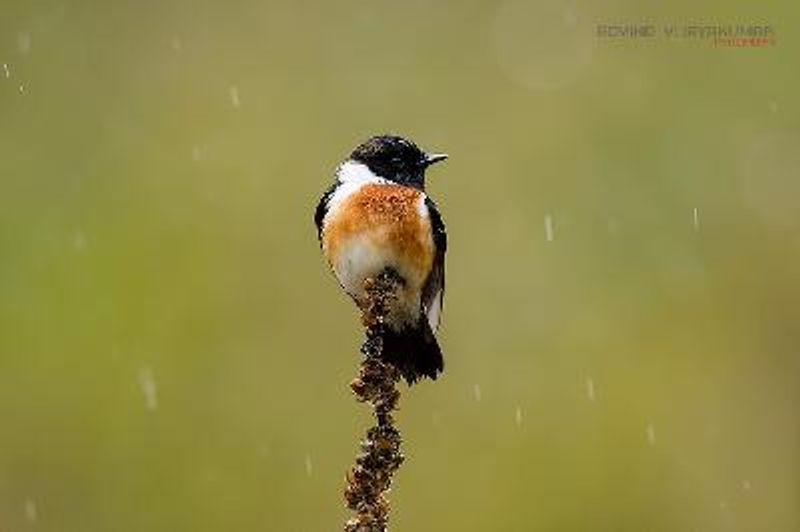 Siberian Stonechat