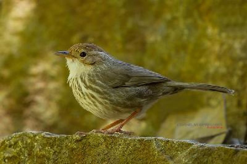 Puff throated Babbler