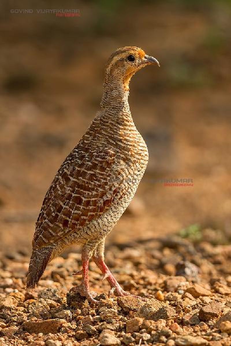 Grey Francolin