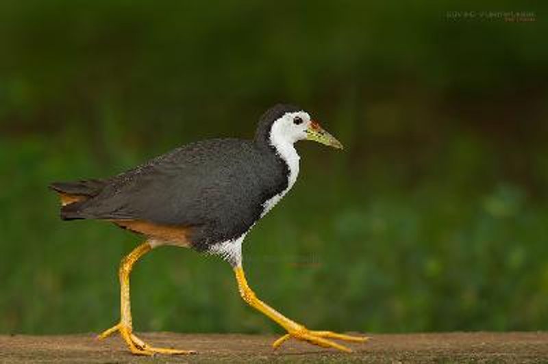 White breasted Waterhen