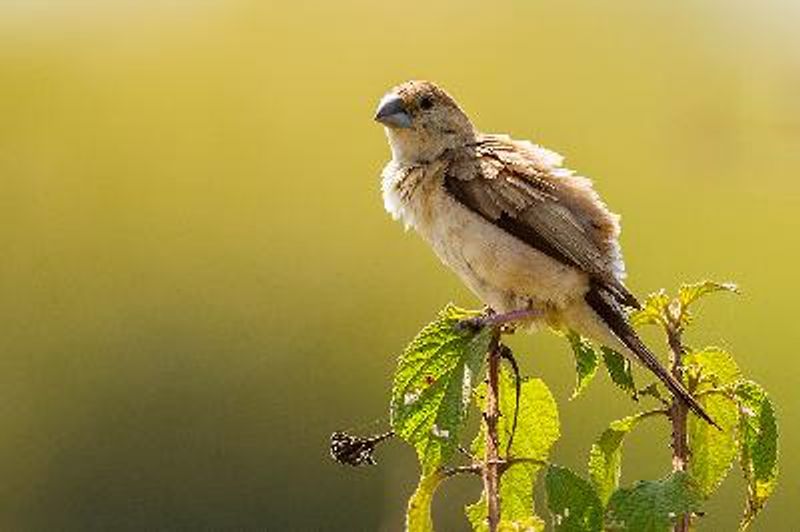 Indian Silverbill