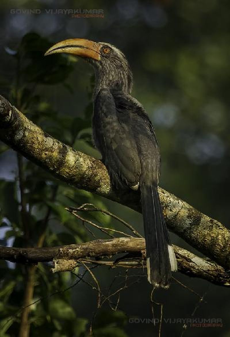 Malabar Grey Hornbill
