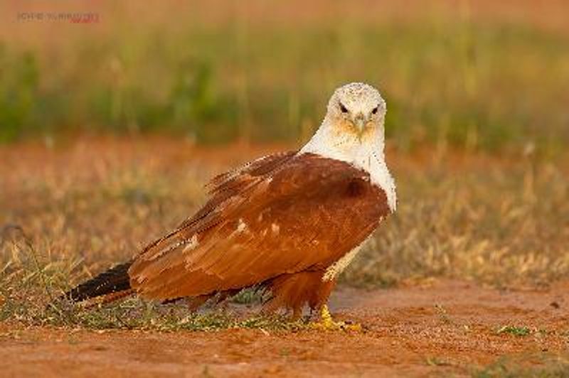 Brahminy Kite