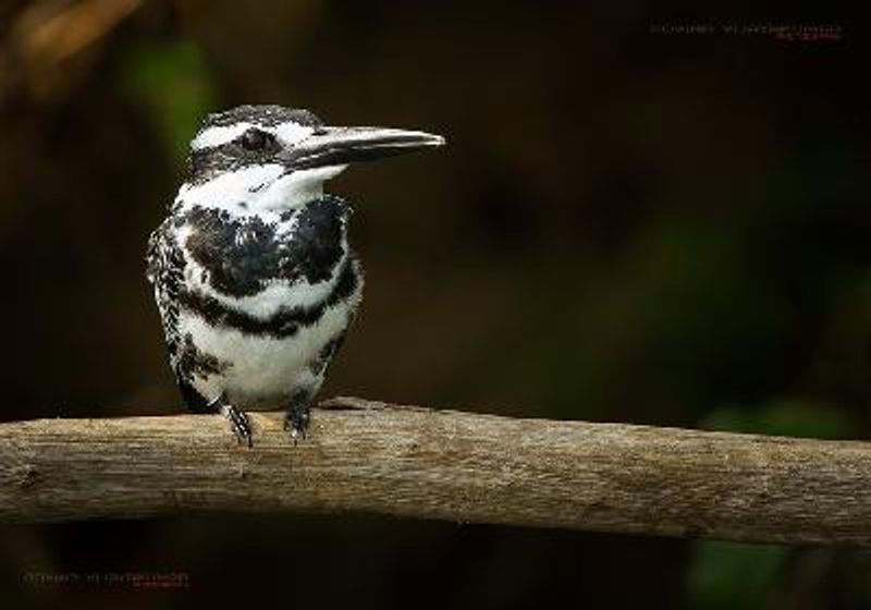 Pied Kingfisher