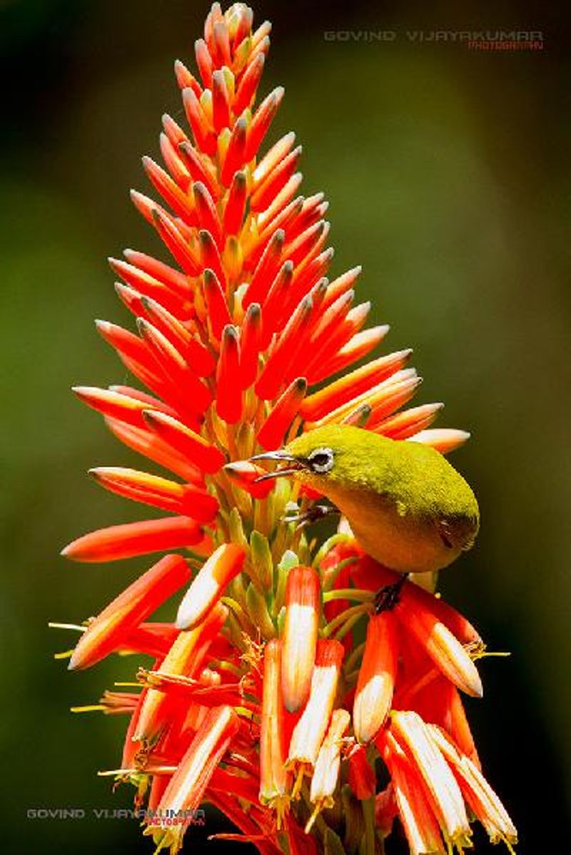 Oriental White eye