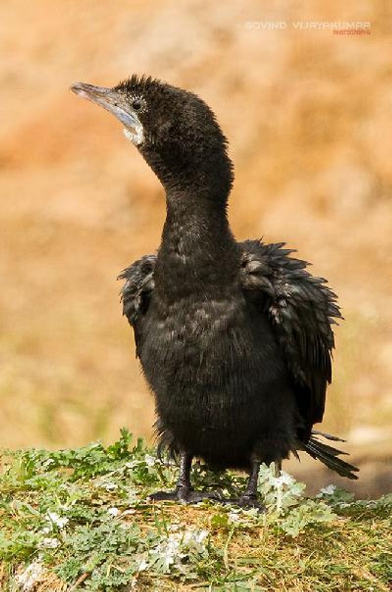 Little Cormorant